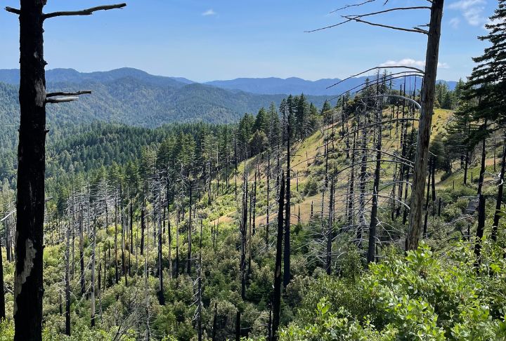 Dead standing trees after the Canoe Fire at Humboldt Redwoods State Park.